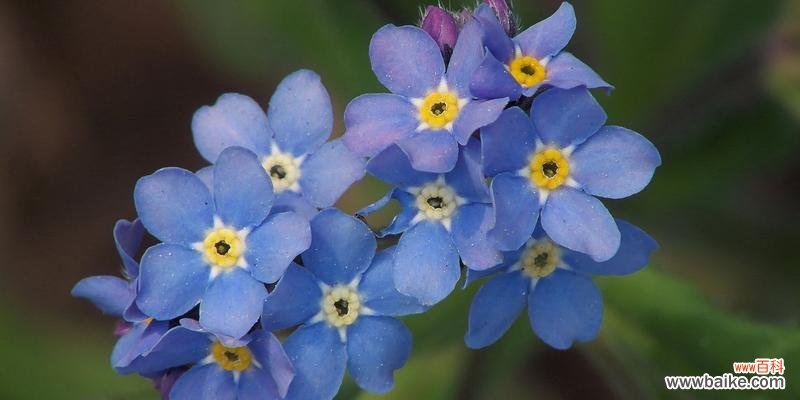 勿忘我花,守望永恒的爱之象征 勿忘我花语之爱的永恒