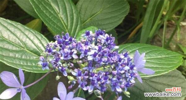 以夕雾花的花语及寓意解析 以夕雾花