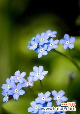 深入解析以勿忘我花语的象征意义及作用 以勿忘我花语探寻记忆的力量