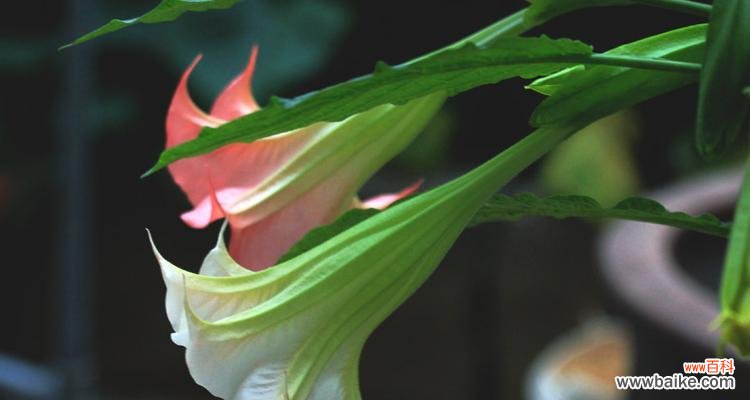 解读紫色曼陀罗花的神秘与美丽 紫色曼陀罗花的花语及象征意义