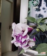 揭开紫色曼陀罗的世界 紫色曼陀罗花语