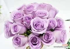 探究紫色玫瑰花语的多重寓意 紫色玫瑰的含义与象征