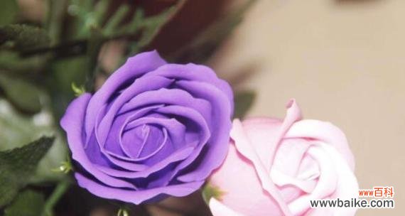 探寻紫色玫瑰花的神秘魅力 紫色玫瑰花的象征意义