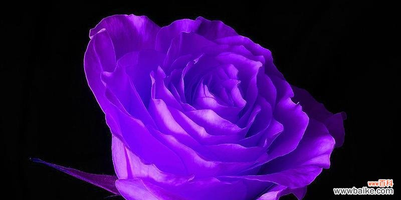 探寻紫色玫瑰的象征意义和文化内涵 紫色玫瑰花语——神秘与浪漫的象征