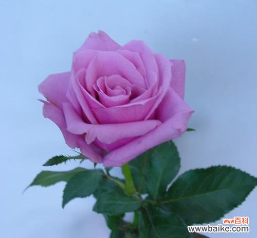 透露无尽祝福的紫色玫瑰 紫色玫瑰花语的神秘魅力