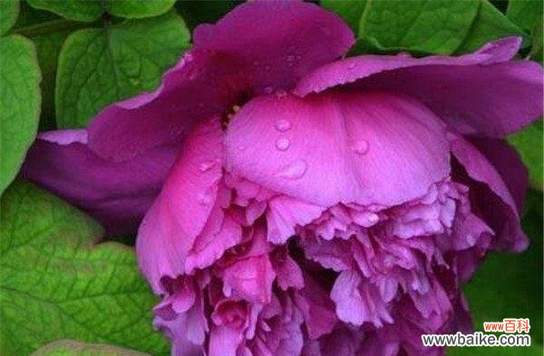 荣耀之花 紫色牡丹花的寓意与象征