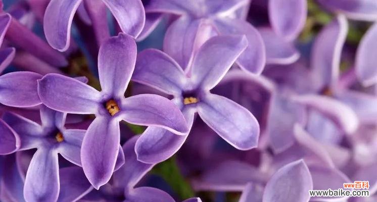 探索紫色矢车菊的内涵及象征意义 紫色矢车菊的花语与意义