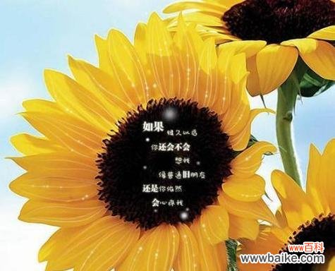 逸禾玫瑰20支装的花语是什么？