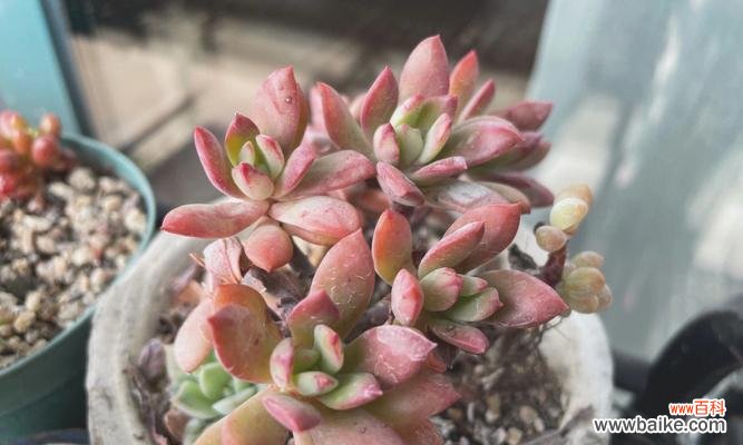 逸禾玫瑰20支装的花语是什么？