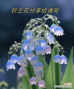 疯狂痴迷的花语是什么？代表了哪些情感？