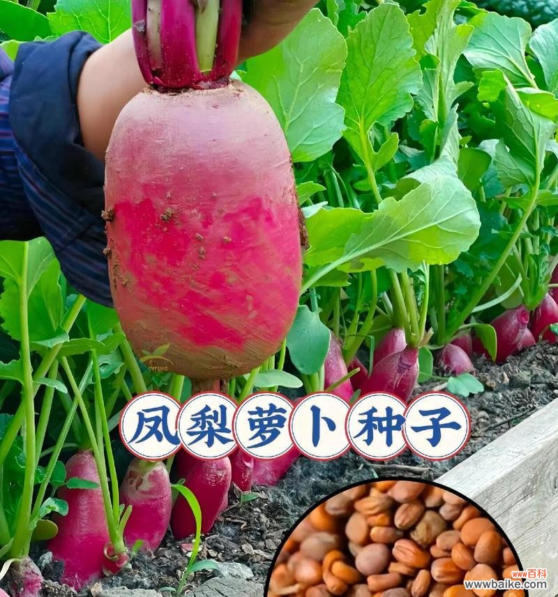 红心凤梨的花语是什么？它代表什么意思？