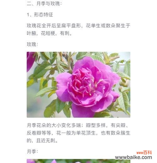 玫瑰牡丹香味代表了什么？