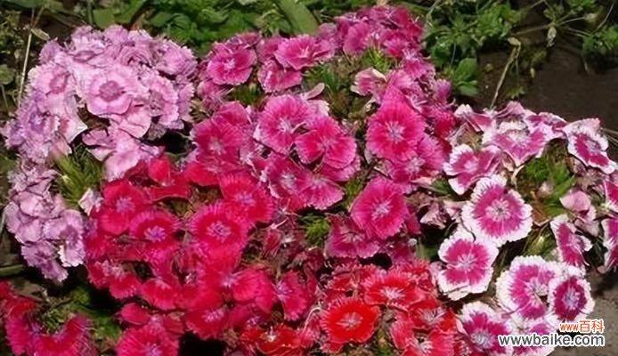 永久的友谊的花语是什么？哪种花象征着永久的友谊？