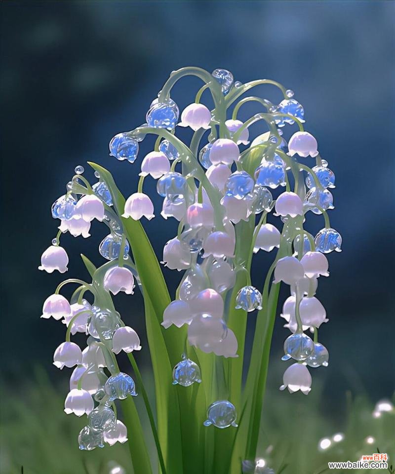 永久的友谊的花语是什么？哪种花象征着永久的友谊？