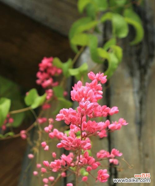 道具女神花语是什么？花语中道具女神代表什么意义？