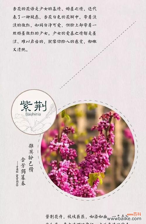 道具女神花语是什么？花语中道具女神代表什么意义？