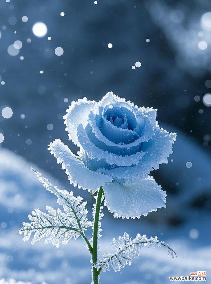 冰雪山玫瑰的花语代表什么?