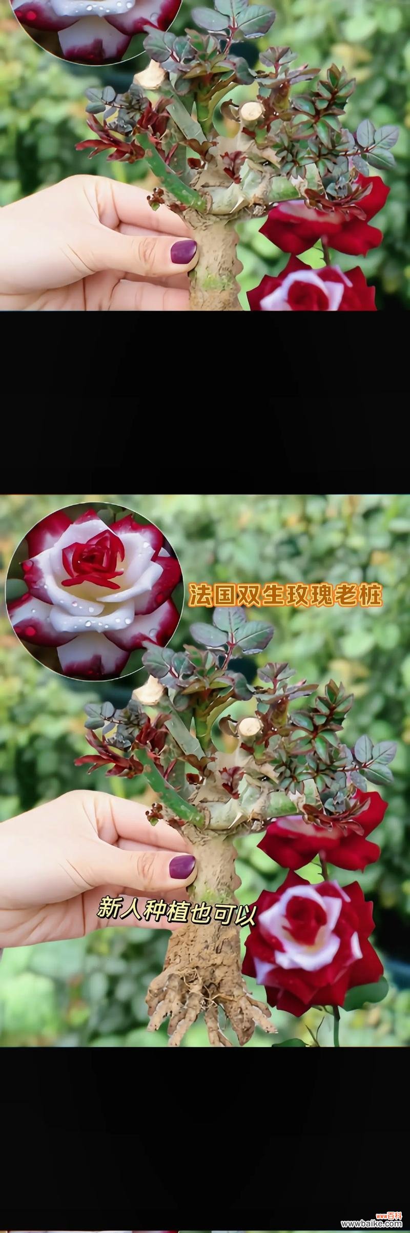 表达永不分离的花语有哪些?