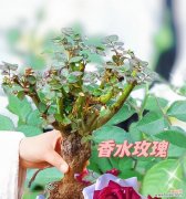 表达永不分离的花语有哪些？