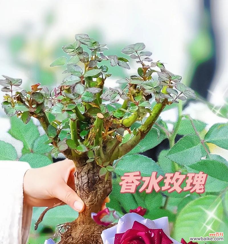 表达永不分离的花语有哪些?