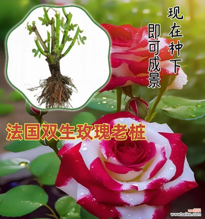 表达永不分离的花语有哪些?