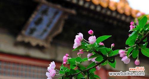 唤醒心灵的花朵与美丽蕴藏的智慧 以西府海棠花语与人生哲理