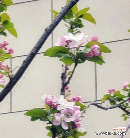 唤醒心灵的花朵与美丽蕴藏的智慧 以西府海棠花语与人生哲理