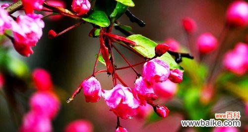 唤醒心灵的花朵与美丽蕴藏的智慧 以西府海棠花语与人生哲理