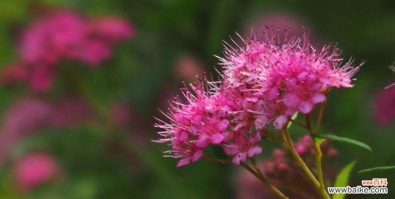 沉醉花间,寄托情谊 以夕雾花语
