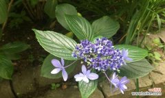 沉醉花间，寄托情谊 以夕雾花语