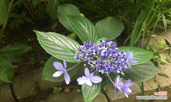 沉醉花间,寄托情谊 以夕雾花语