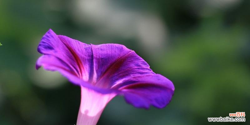 迎接夏日的盛宴,花开如梦 夏日花海