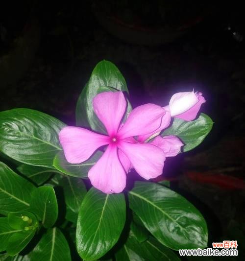 迎接夏日的盛宴,花开如梦 夏日花海