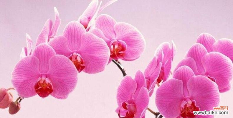 夏季花朵盛开,传递快乐与美丽 夏天花的花语