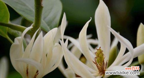 绽放在炎炎夏日的花朵,向世界传递着什么? 夏腊梅花语-盛夏的美丽祝福