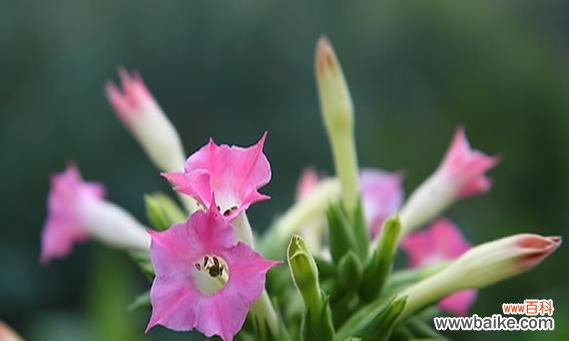 绽放在炎炎夏日的花朵,向世界传递着什么? 夏腊梅花语-盛夏的美丽祝福