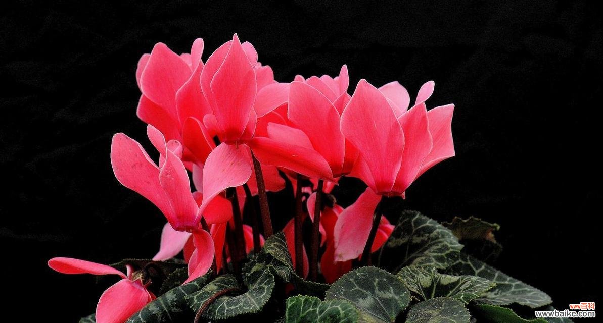 选择适合的花束，传递不同的情感与祝福 以仙客来花语和寓意的赠送对象及寓意解读