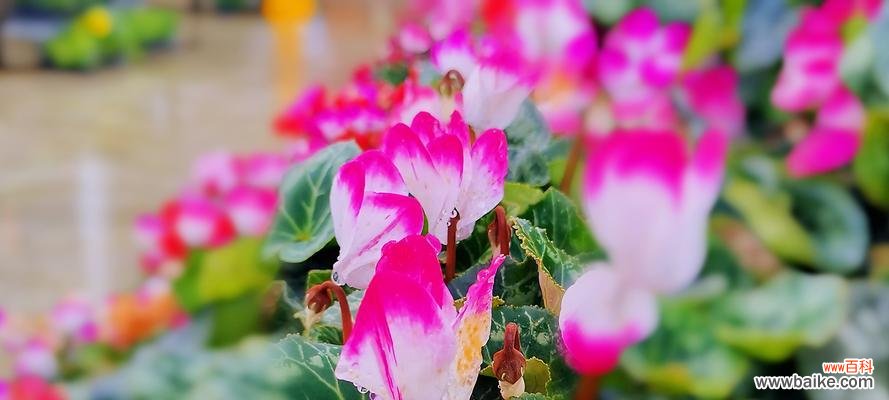 选择适合的花束，传递不同的情感与祝福 以仙客来花语和寓意的赠送对象及寓意解读