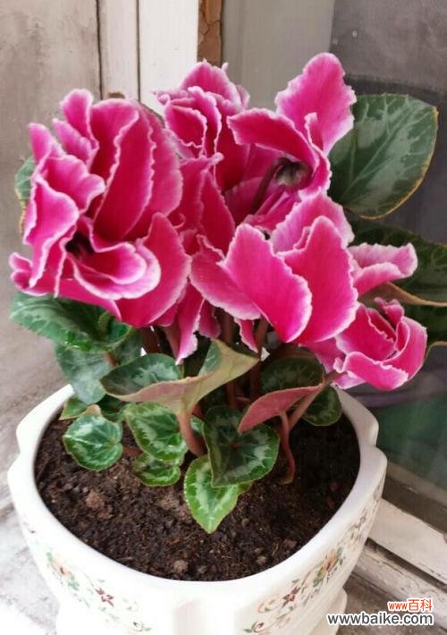 花语传情，点亮心灵的火花 仙客来花语