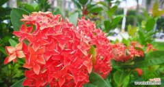 揭秘仙丹花的花语和传说，探索其神奇之处 仙丹花