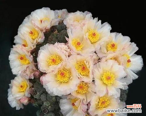 探寻仙人球的花语与神秘力量,解读其背后的传说 仙人球的美丽传说