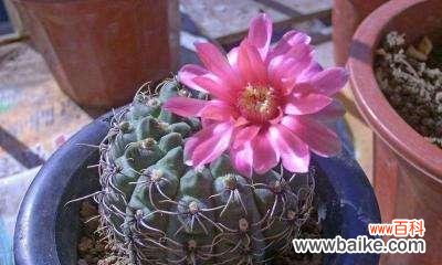 探寻仙人球的花语与神秘力量,解读其背后的传说 仙人球的美丽传说