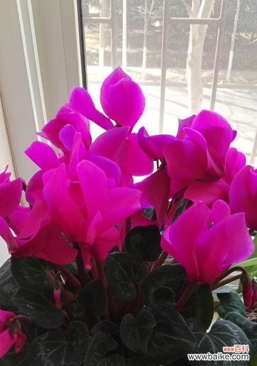 探索迷雾中的传奇,感悟人生奥秘 仙客来