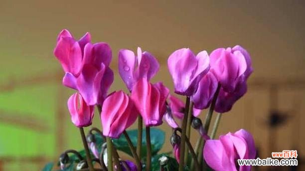 揭开以仙客来花语的象征意义,让花朵开出美丽的故事 以仙客来花语的奥秘解读