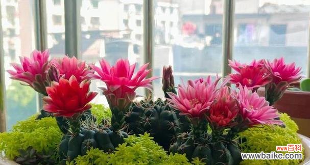 揭示仙人球花开的深层含义和象征意义 仙人球的花开寓意与象征