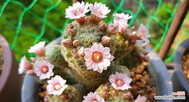 揭示仙人球花开的深层含义和象征意义 仙人球的花开寓意与象征