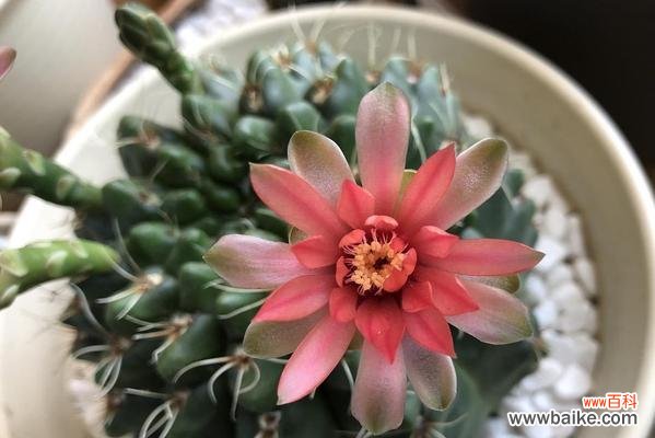 揭示仙人球花开的深层含义和象征意义 仙人球的花开寓意与象征