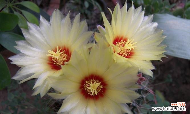 探索仙人球的神秘魅力，解读其寓意与象征 仙人球的寓意与象征