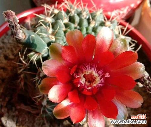 探索仙人球的神秘魅力，解读其寓意与象征 仙人球的寓意与象征