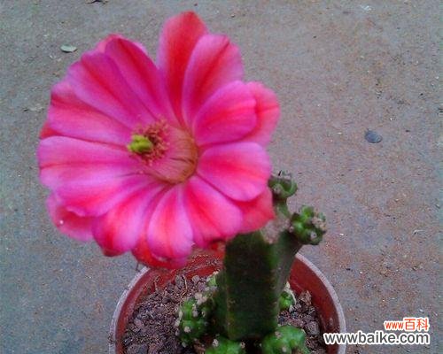 探索仙人球的神秘魅力，解读其寓意与象征 仙人球的寓意与象征